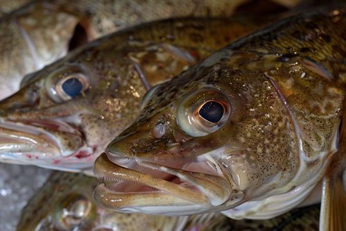 生鲜海鲜水产海产鳕鱼 摄影图