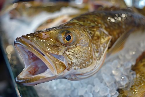 生鲜海鲜水产鳕鱼素材 摄影图