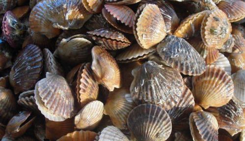 上海有几个大的海鲜批发市场