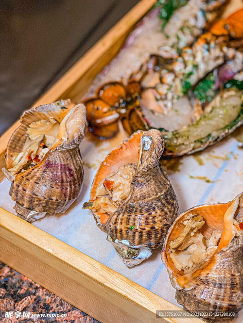 海螺蜗牛海鲜摄影图