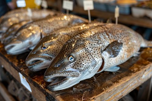 生鲜海鲜水产海产鳕鱼 摄影图