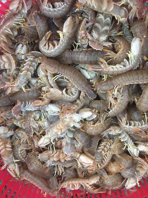 皮皮虾鲜活熟冻虾婆子濑尿虾应季海鲜批发虾爬琵琶虾虾菇