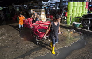 泰国海产加工厂雇黑工 每天工作16个小时