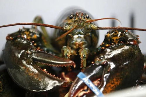 出口几乎关闭,美国波龙价格暴跌,未来不确定性增加