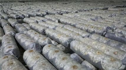 山阳、商南6个重点项目接受全市“检阅”