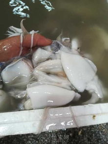 广西北海市海鲜产品干货,湿货批发 南昌其它服务