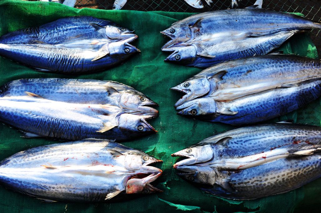 淡干鱼干为何价格翻倍？初冬晒鱼干正当时