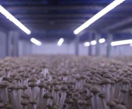 泗阳食用菌 从海鲜仿味到产业“单打冠军”的崛起之路