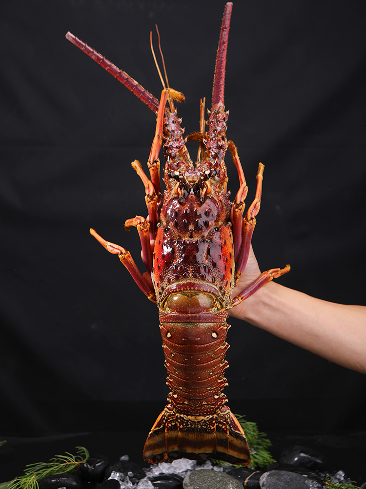 品味深海珍馐 百鲜荟古巴龙虾、大花龙虾、青澳龙冷冻海鲜礼盒，尽享年夜盛宴与送礼佳选