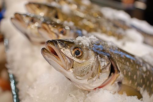 大西洋银鳕鱼 海洋的鲜美珍品