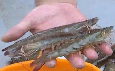 渤海明珠，鲜美上桌——滨海新区汪子虾喜迎上市季