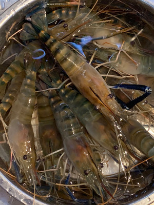 椒盐罗氏虾 海鲜江湖中的那一抹咸香酥脆