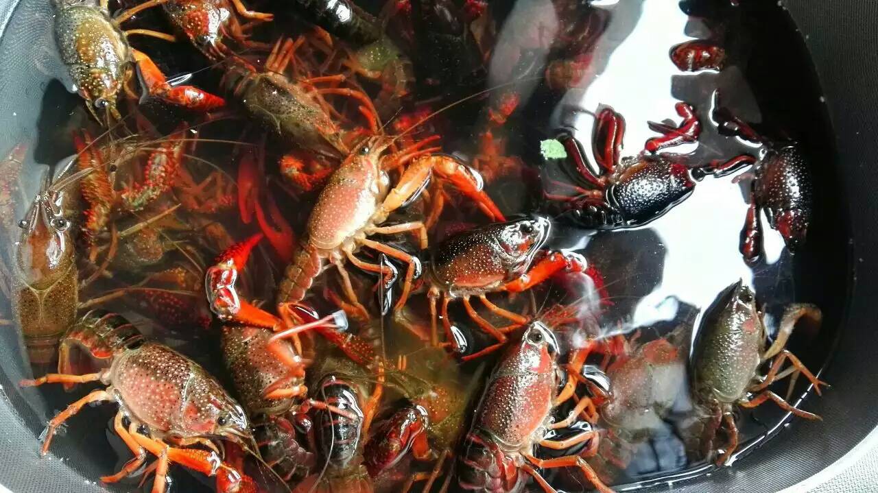 小龙虾螃蟹生蚝超声波清洗机 海鲜净洗新科技，守护餐桌健康与美味